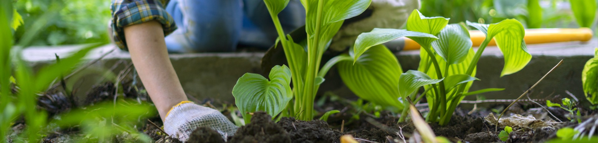 Calendrier des plantations de l'année | Courses U